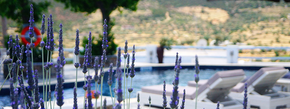 Lavande à l'hôtel Petali de Sifnos
